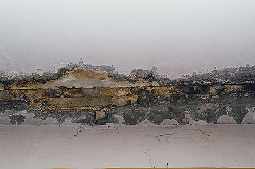 Mould appearing a brick wall