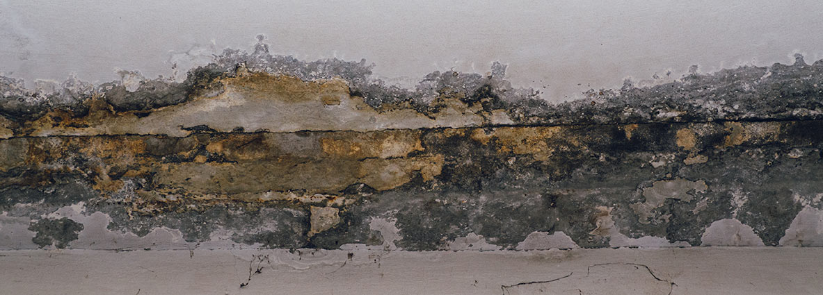 Mould appearing on a brick wall
